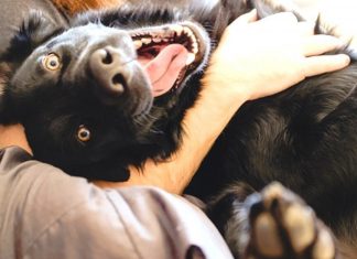 You will never regret having a dog (cool video)