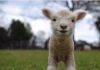 Babydoll lambs photos can compete with any cat Babydoll lambs photos can compete with any cat