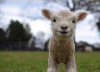 Babydoll lambs photos can compete with any cat Babydoll lambs photos can compete with any cat