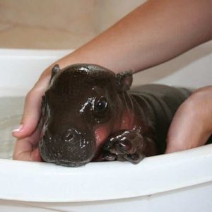 Cute baby hippos (10)