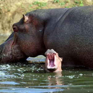 Cute baby hippos (12)