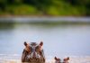 Cute baby hippos (14 images)