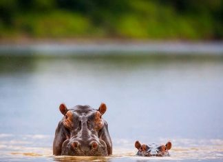 Cute baby hippos (14 images)
