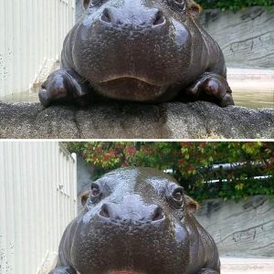 Cute baby hippos (4)