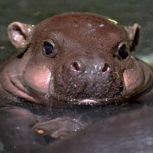 Cute baby hippos (5)