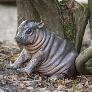 Cute baby hippos (6)