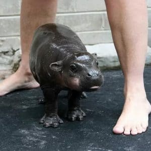 Cute baby hippos (7)