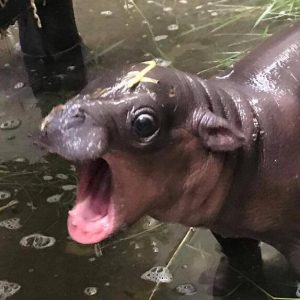 Cute baby hippos (8)