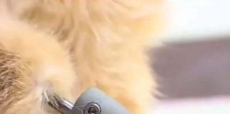 First cat gets 4 bionic paws in Russia!
