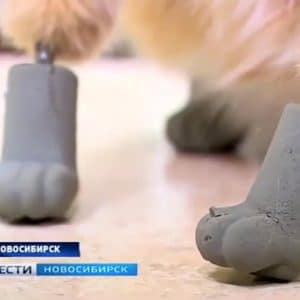 First cat gets 4 bionic paws in Russia (3)