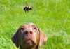 Funny photos of dogs that met with the bees