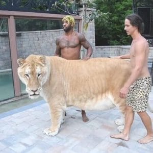 Do you know the biggest cat on the planet (1)