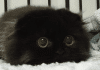 Do you know the biggest cat on the planet?