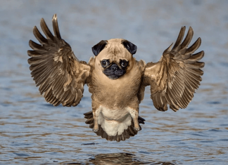 Weird hybrid animals you won’t believe are 100% real