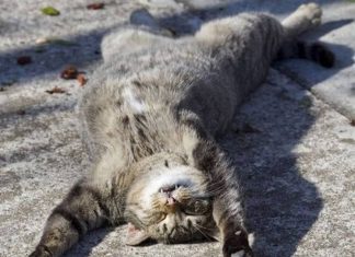 A master class from cats “How to sleep in the open air?”