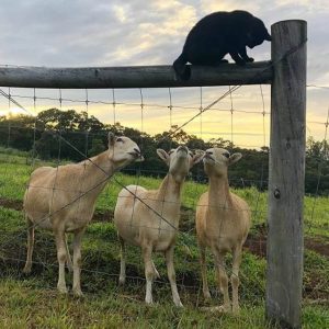 Animals that were not ready for a sudden meeting (15)