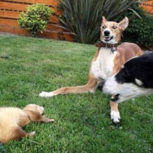 Animals that were not ready for a sudden meeting (16)