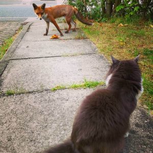 Animals that were not ready for a sudden meeting (21)