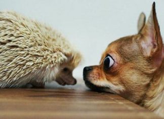 Animals that were not ready for a sudden meeting