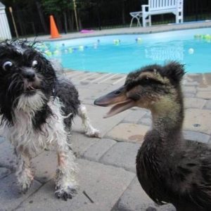 Animals that were not ready for a sudden meeting (7)