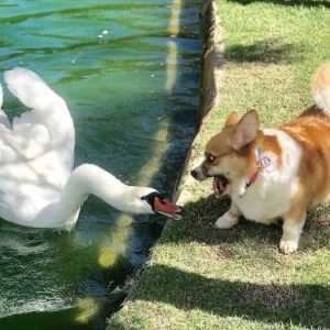 Animals that were not ready for a sudden meeting (8)