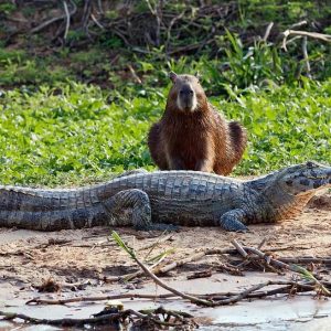 Capybaras – Disney Princesses in the Animal World (1)