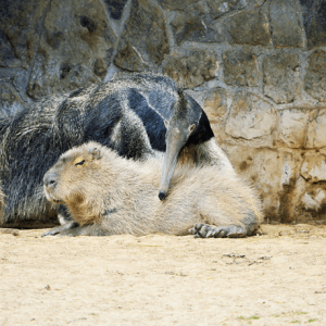 Capybaras – Disney Princesses in the Animal World (1)