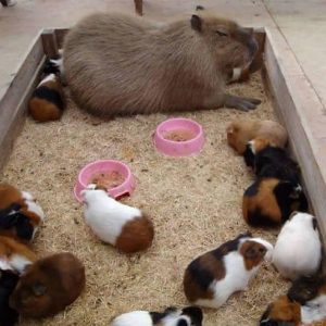 Capybaras – Disney Princesses in the Animal World (10)