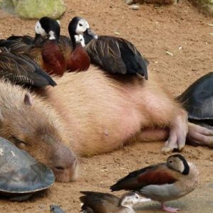 Capybaras – Disney Princesses in the Animal World (11)