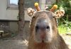 Capybaras – Disney Princesses in the Animal World