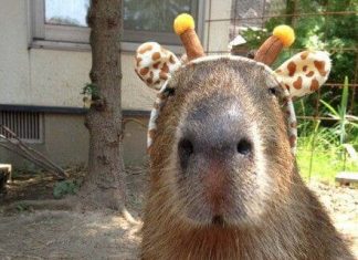 Capybaras – Disney Princesses in the Animal World
