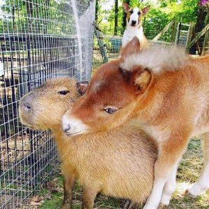 Capybaras – Disney Princesses in the Animal World (13)