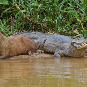 Capybaras – Disney Princesses in the Animal World (14)