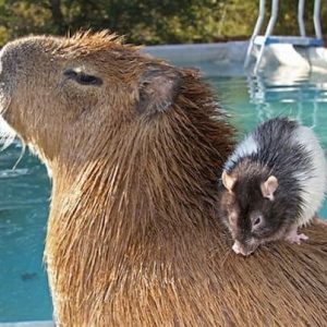 Capybaras – Disney Princesses in the Animal World (15)