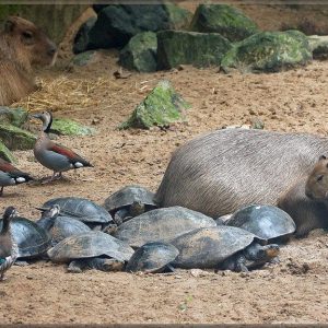 Capybaras – Disney Princesses in the Animal World (16)