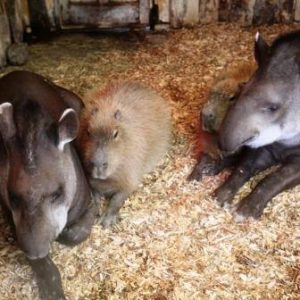 Capybaras – Disney Princesses in the Animal World (18)