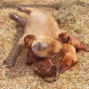 Capybaras – Disney Princesses in the Animal World (19)