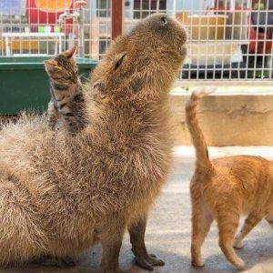 Capybaras – Disney Princesses in the Animal World (20)