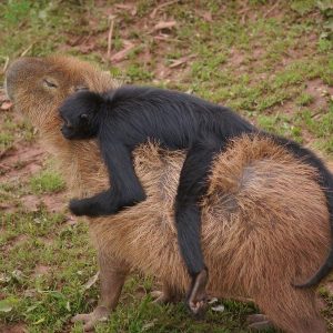 Capybaras – Disney Princesses in the Animal World (3)