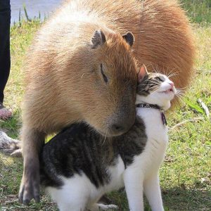 Capybaras – Disney Princesses in the Animal World (4)