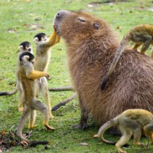 Capybaras – Disney Princesses in the Animal World (6)