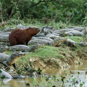 Capybaras – Disney Princesses in the Animal World (7)