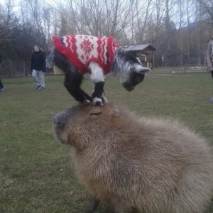 Capybaras – Disney Princesses in the Animal World (8)