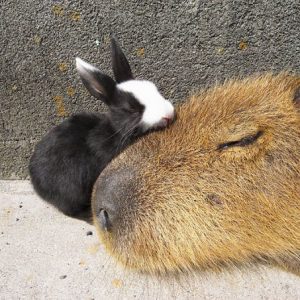 Capybaras – Disney Princesses in the Animal World (9)