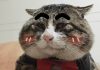 Cat’s Oscar Outstanding Game Award