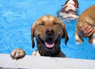 Dogs Cooling Down (Funny Video)