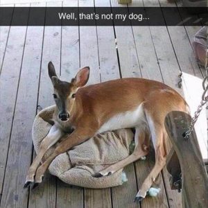 Funny animal memes (15)