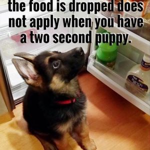 Funny animal memes (5)