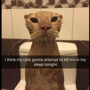 Funny animal memes (7)