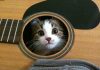 I’m a cat, and I’m so comfortable!